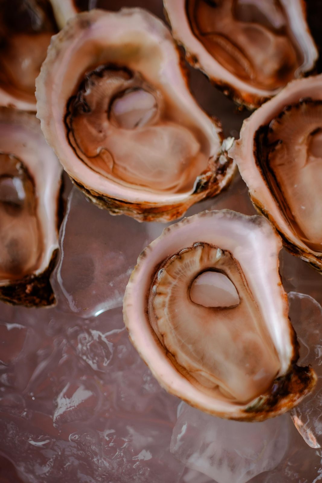 Close up of freshly shucked oysters on ice