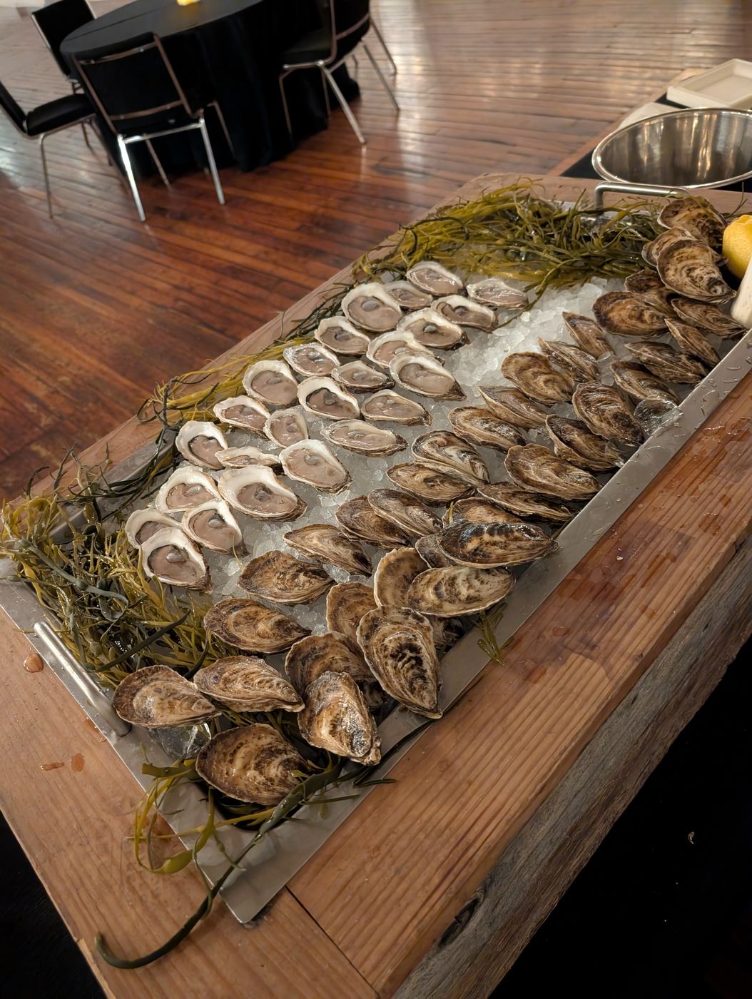 Shucked and unshucked oysters on ice with seaweed on the wooden board at a venue